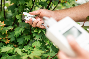 Porômetro SC-1 condutância estomática das plantas